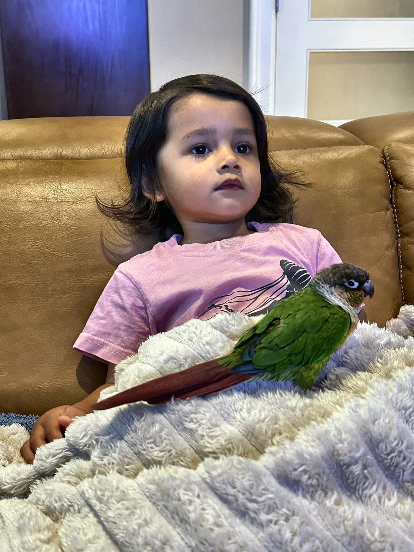 A toddler on a couch with a conure resting on the blanket in her lap