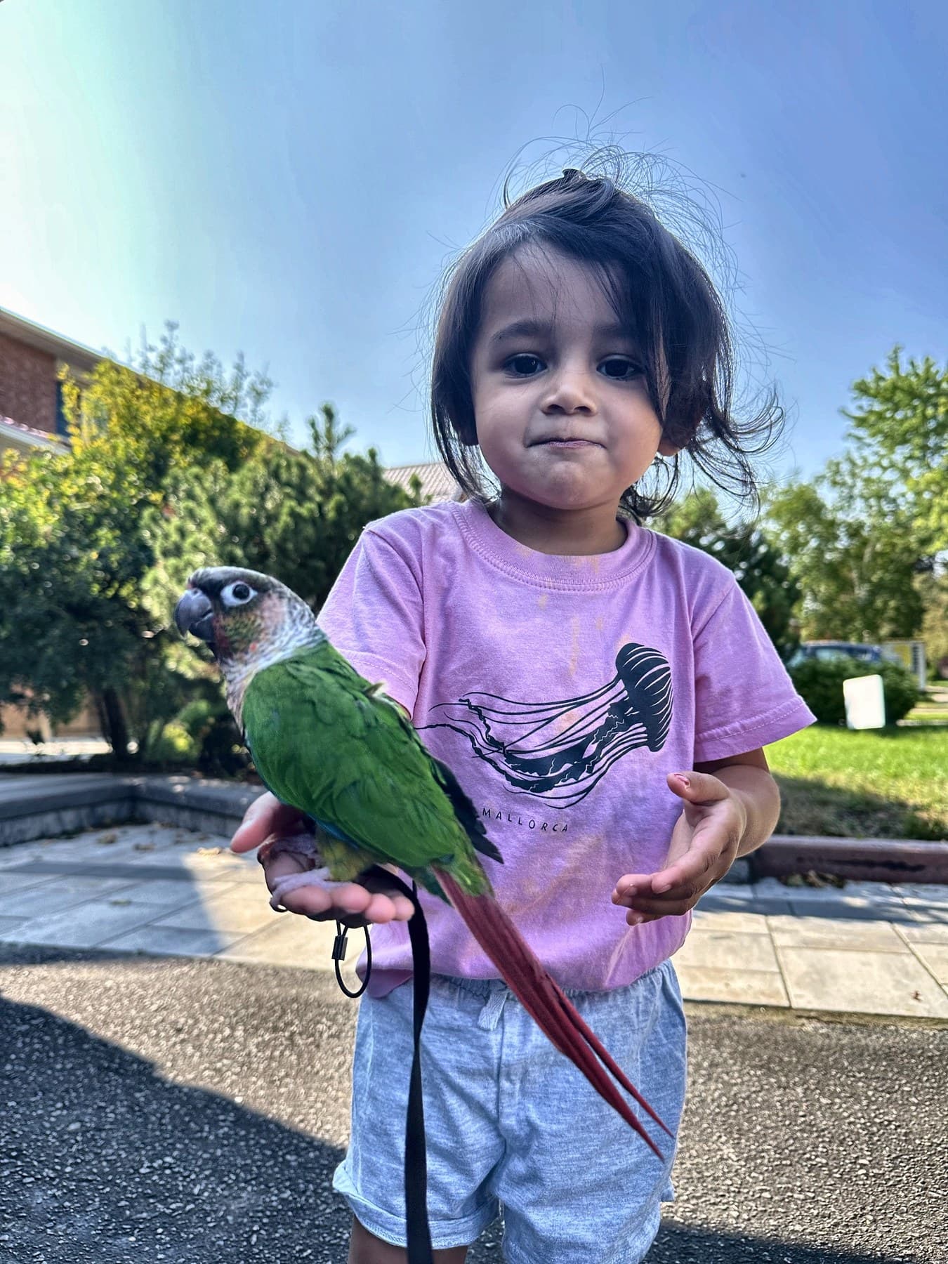 A toddler outdoors holding a conure on its harness and leash