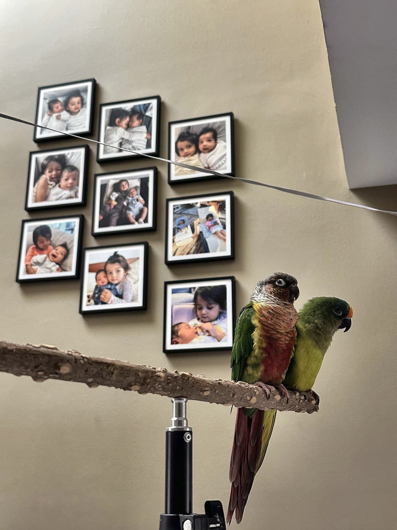 Two conures on a wooden perch in front of a wall of framed family photos