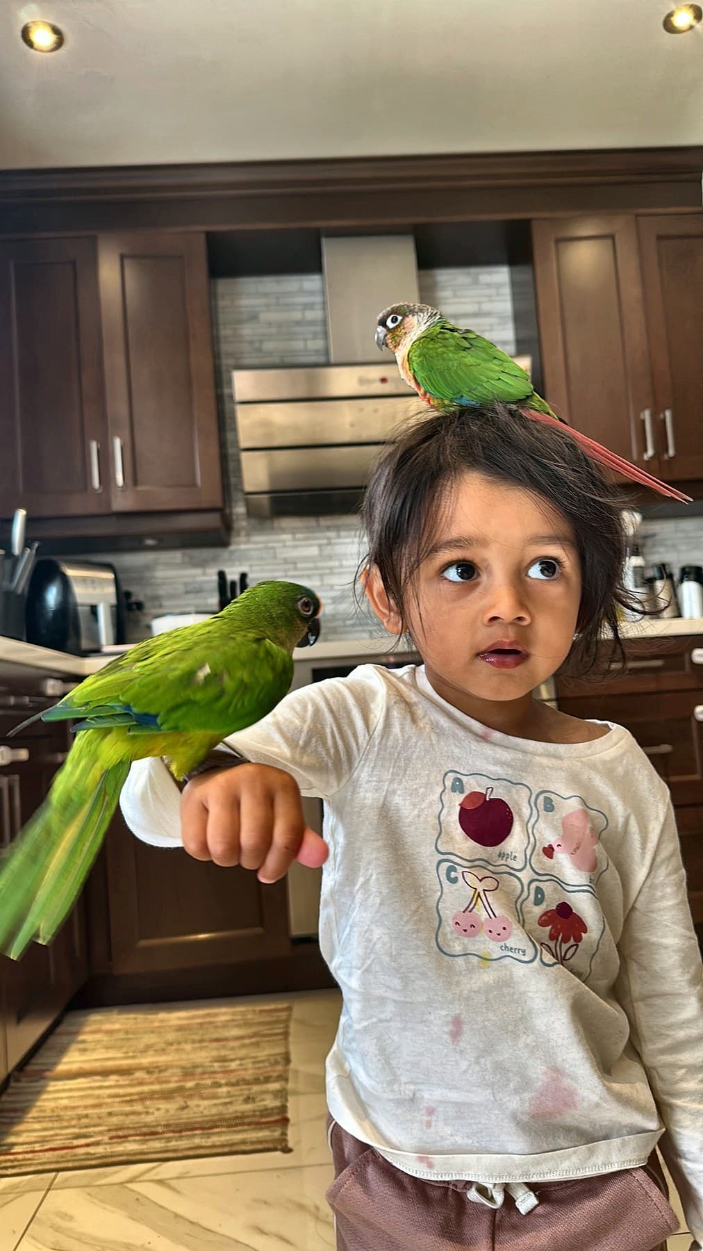 A toddler in a kitchen with one conure on her head and another on her arm