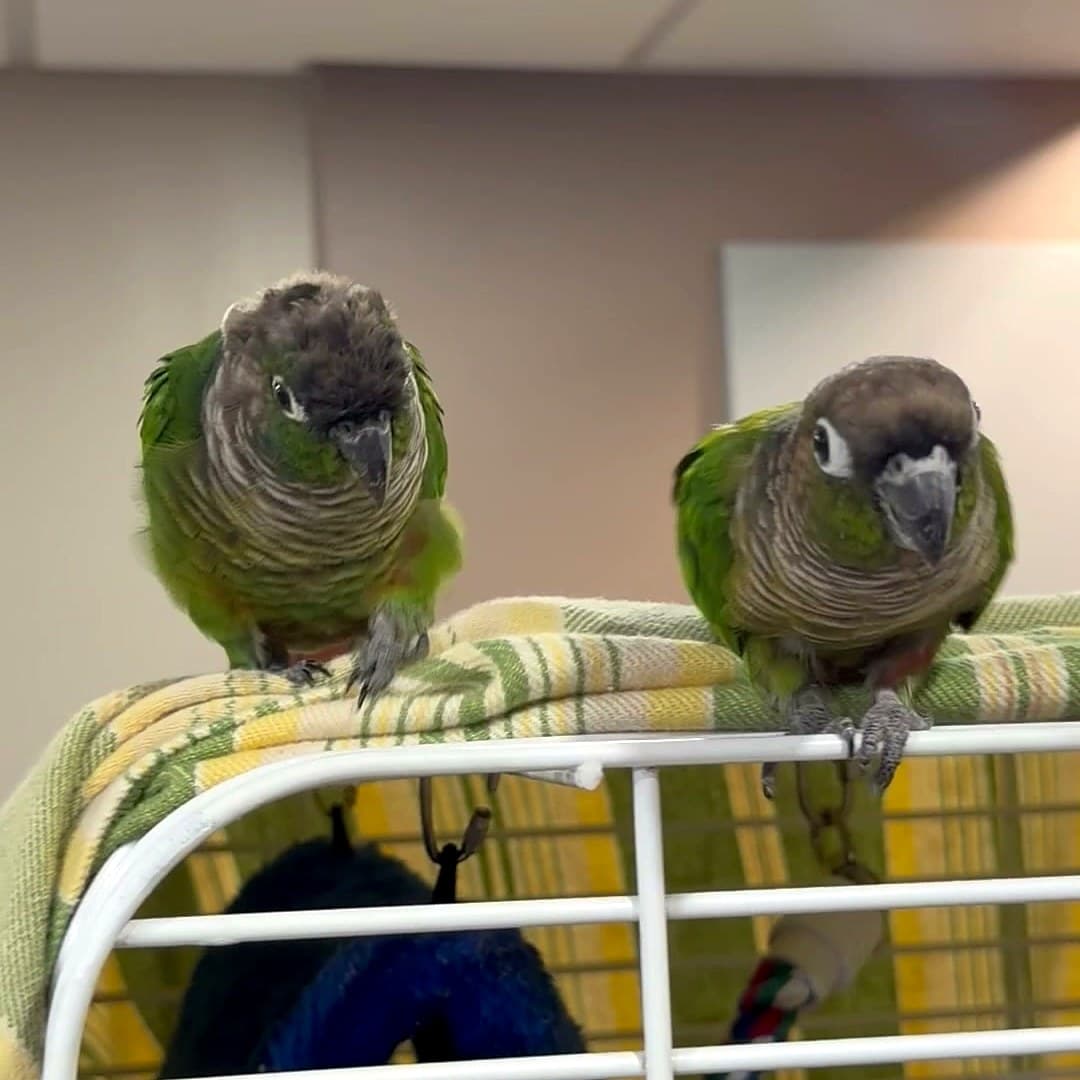 Two look-alike conures who stayed with us, side by side on a towel over a cage top: both green, with grey-brown heads
