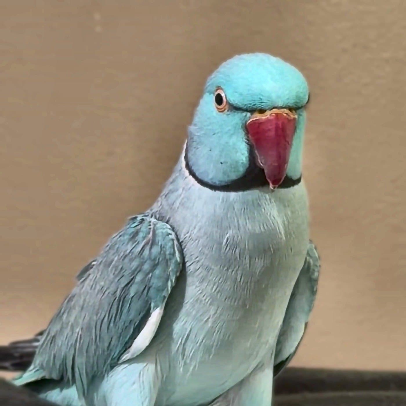 A turquoise Indian ringneck who stayed with us, looking straight at the camera