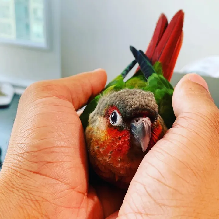 Miko, a green-cheeked conure with a red front, held snugly in two cupped hands