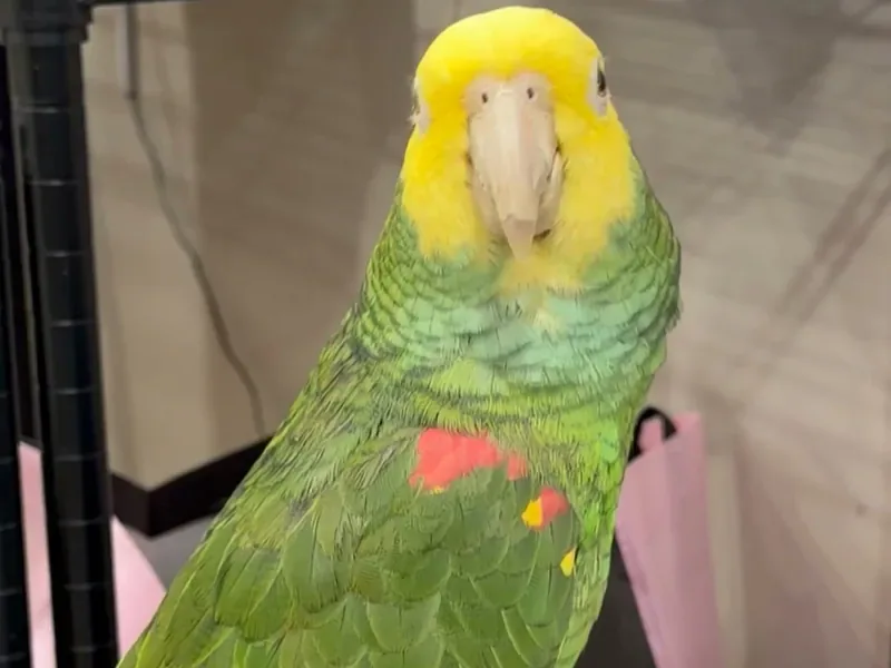 An Amazon who stayed with us