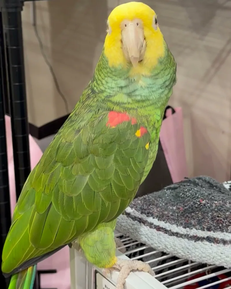 An Amazon who stayed with us