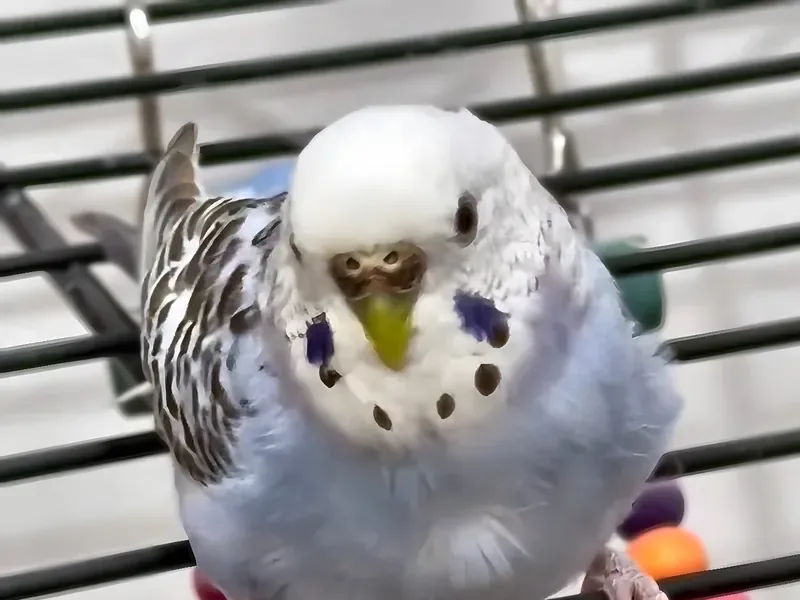 A budgie who stayed with us