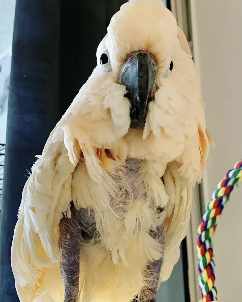 A cockatoo who stayed with us