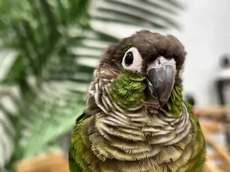 A conure who stayed with us