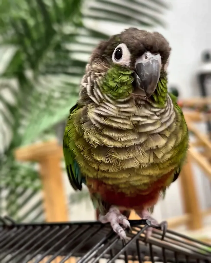 A conure who stayed with us