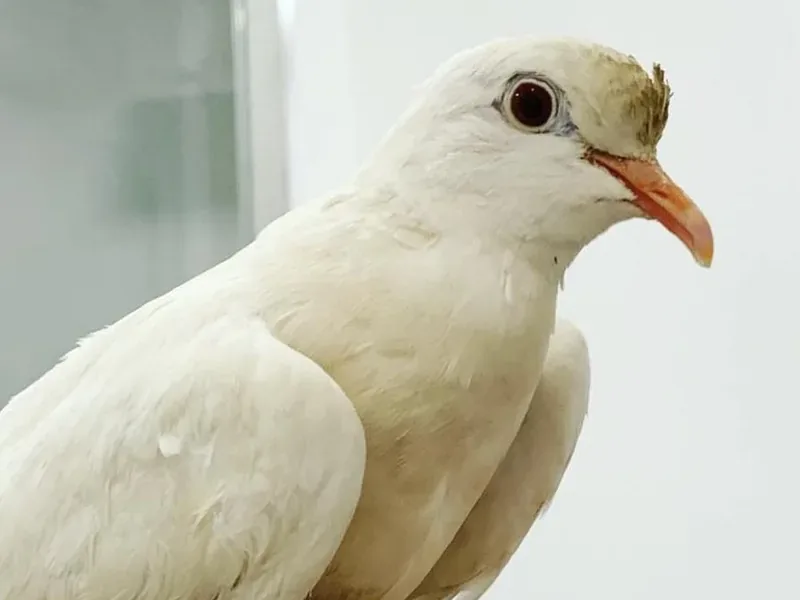 A dove who stayed with us