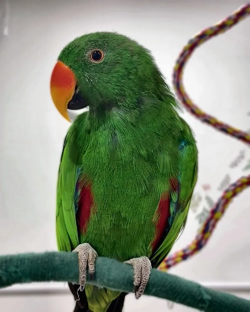 An eclectus who stayed with us