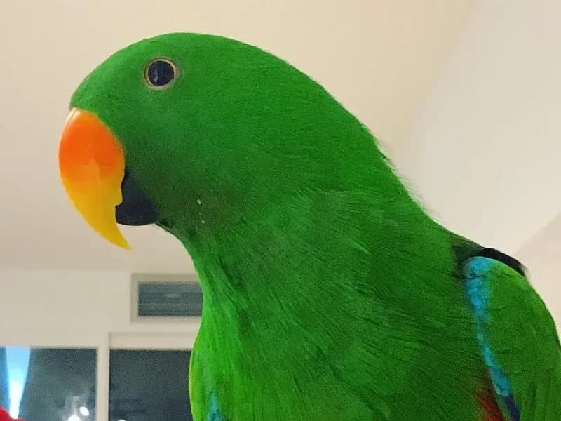 An eclectus who stayed with us
