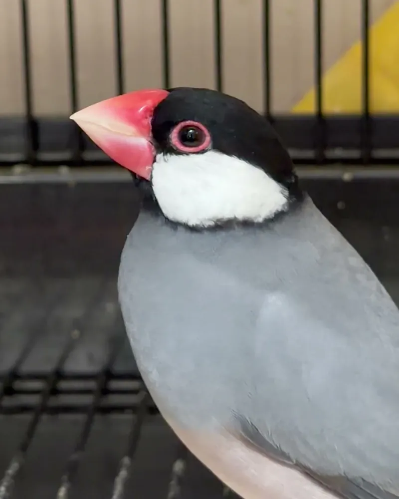 A finch who stayed with us