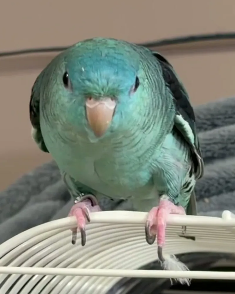 A linnie who stayed with us