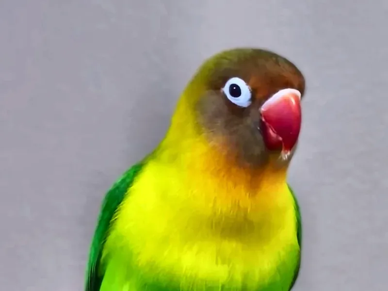 A lovebird who stayed with us