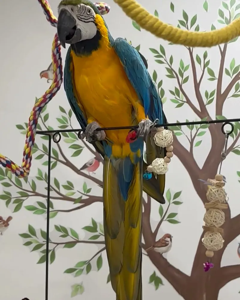 A macaw who stayed with us