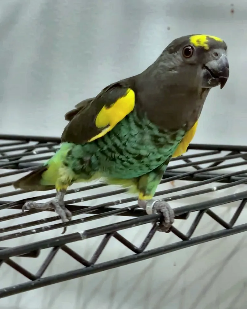 A Meyer's parrot who stayed with us