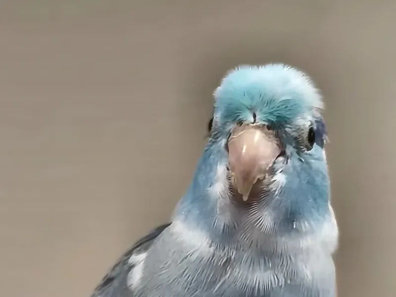 A parrotlet who stayed with us