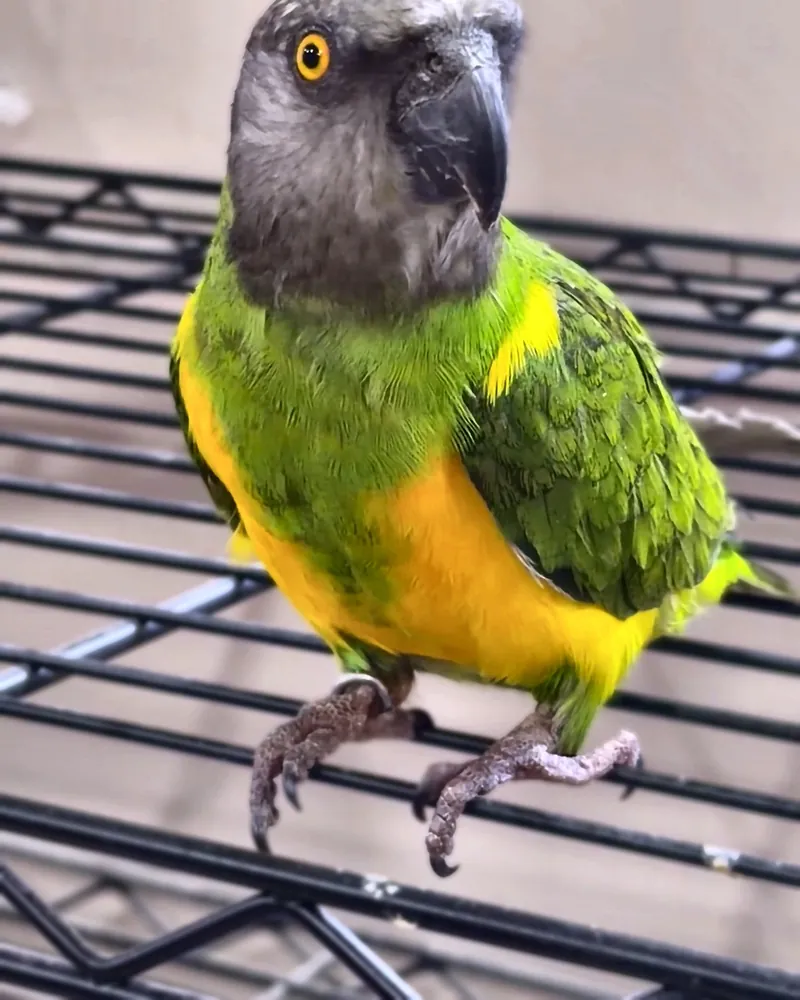 A Senegal who stayed with us