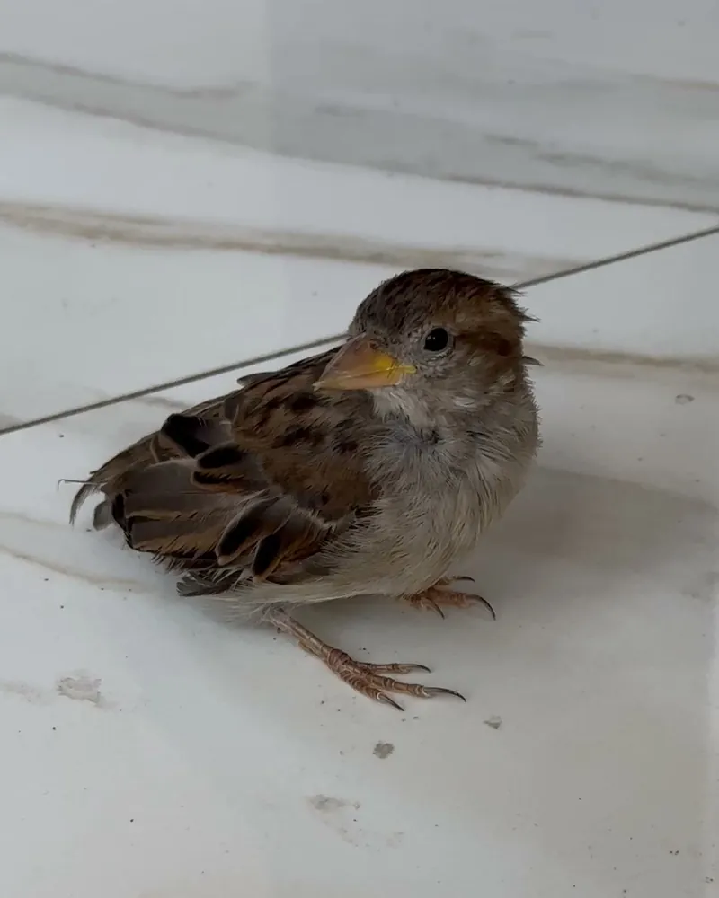 A sparrow who stayed with us