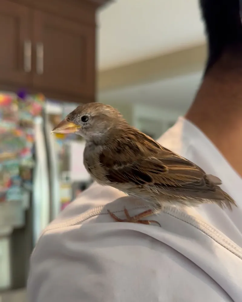 A sparrow who stayed with us