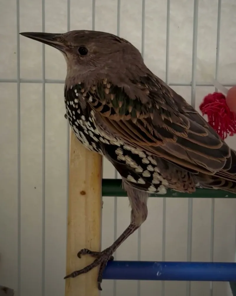 A starling who stayed with us