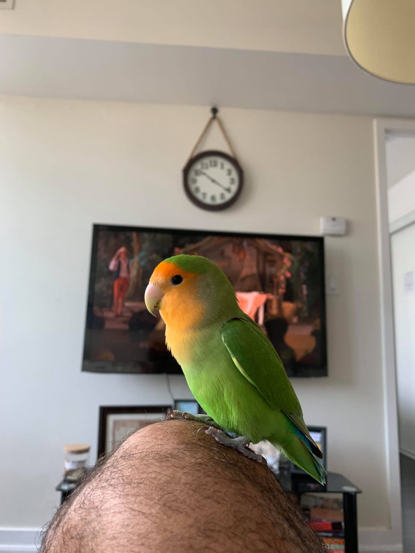 A lovebird perched on top of a person's head in our living room