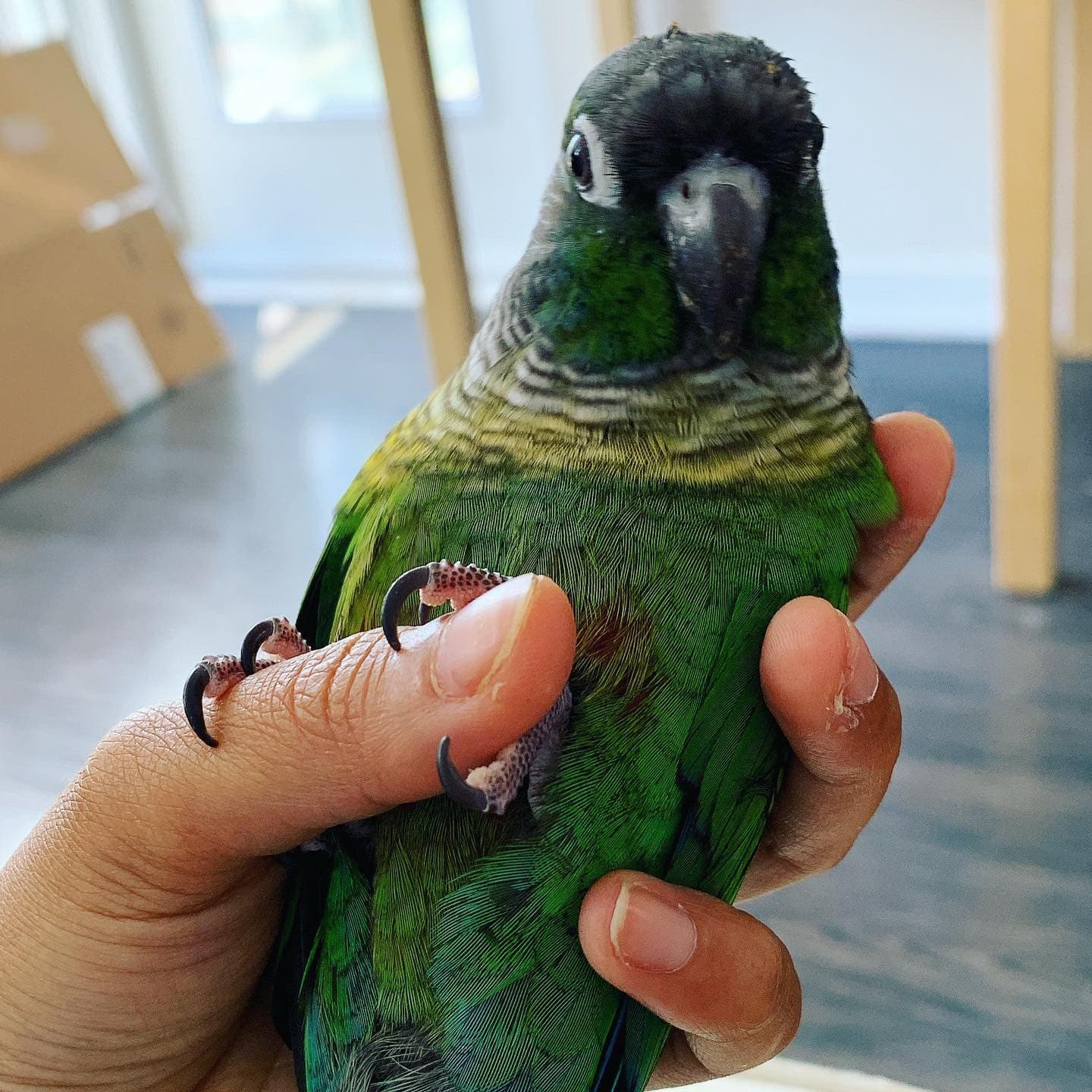 A conure held in a hand, its long nails showing they are due a trim