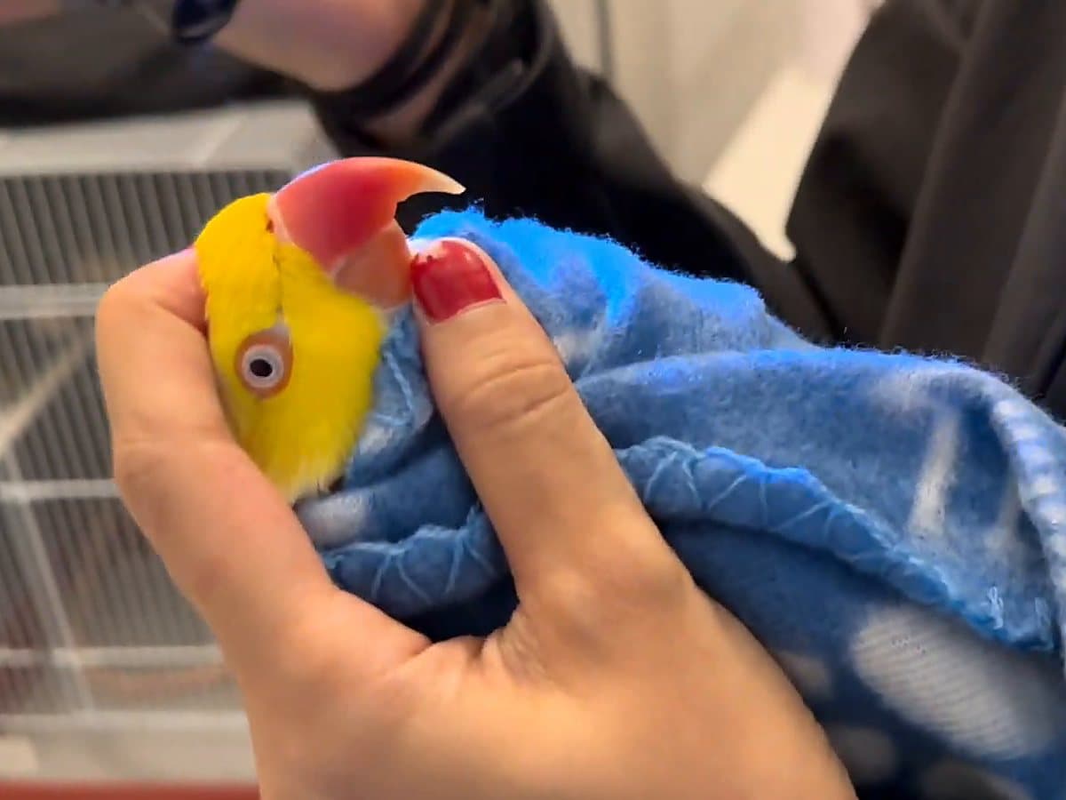 A ringneck held calmly in a towel before a beak trim, its upper beak grown long