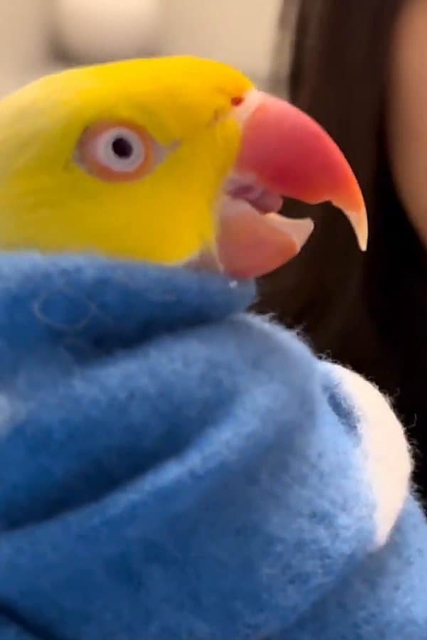 A ringneck wrapped in a towel, its upper beak grown into a long hook