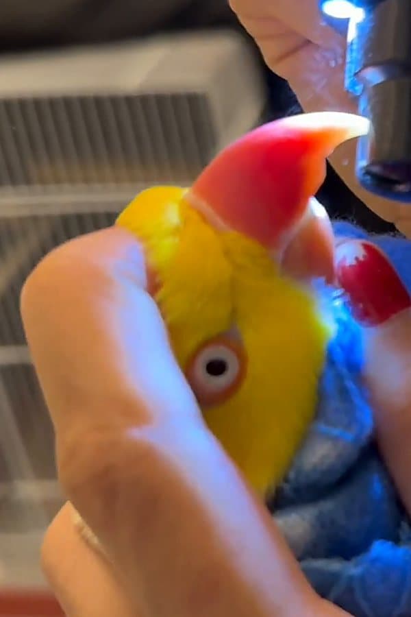 The same ringneck held still while a file shortens the tip of its beak
