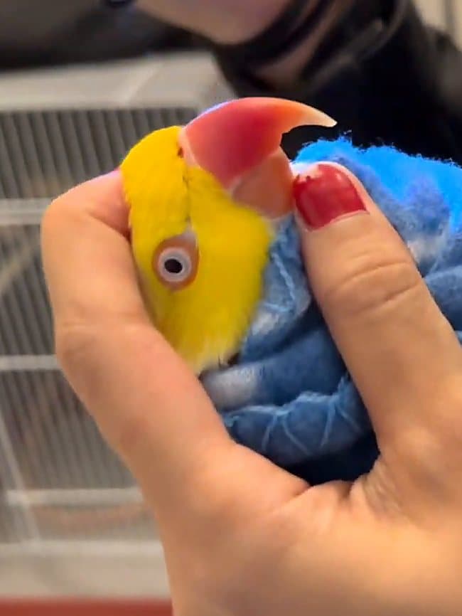 A ringneck held in a towel, its upper beak grown long