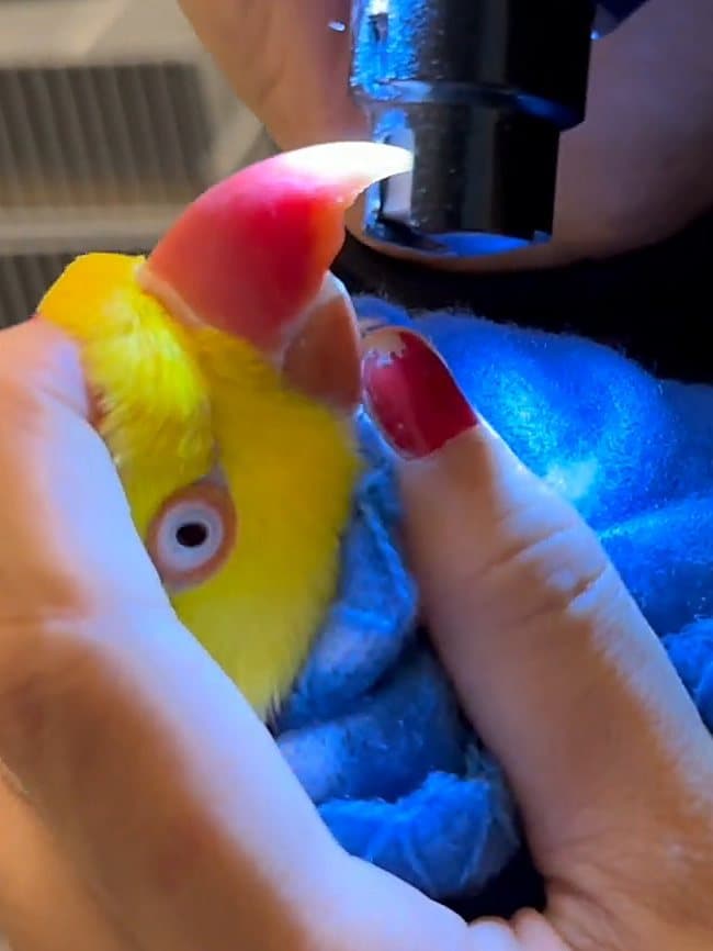 A ringneck's beak tip being filed, the bird wrapped in a towel