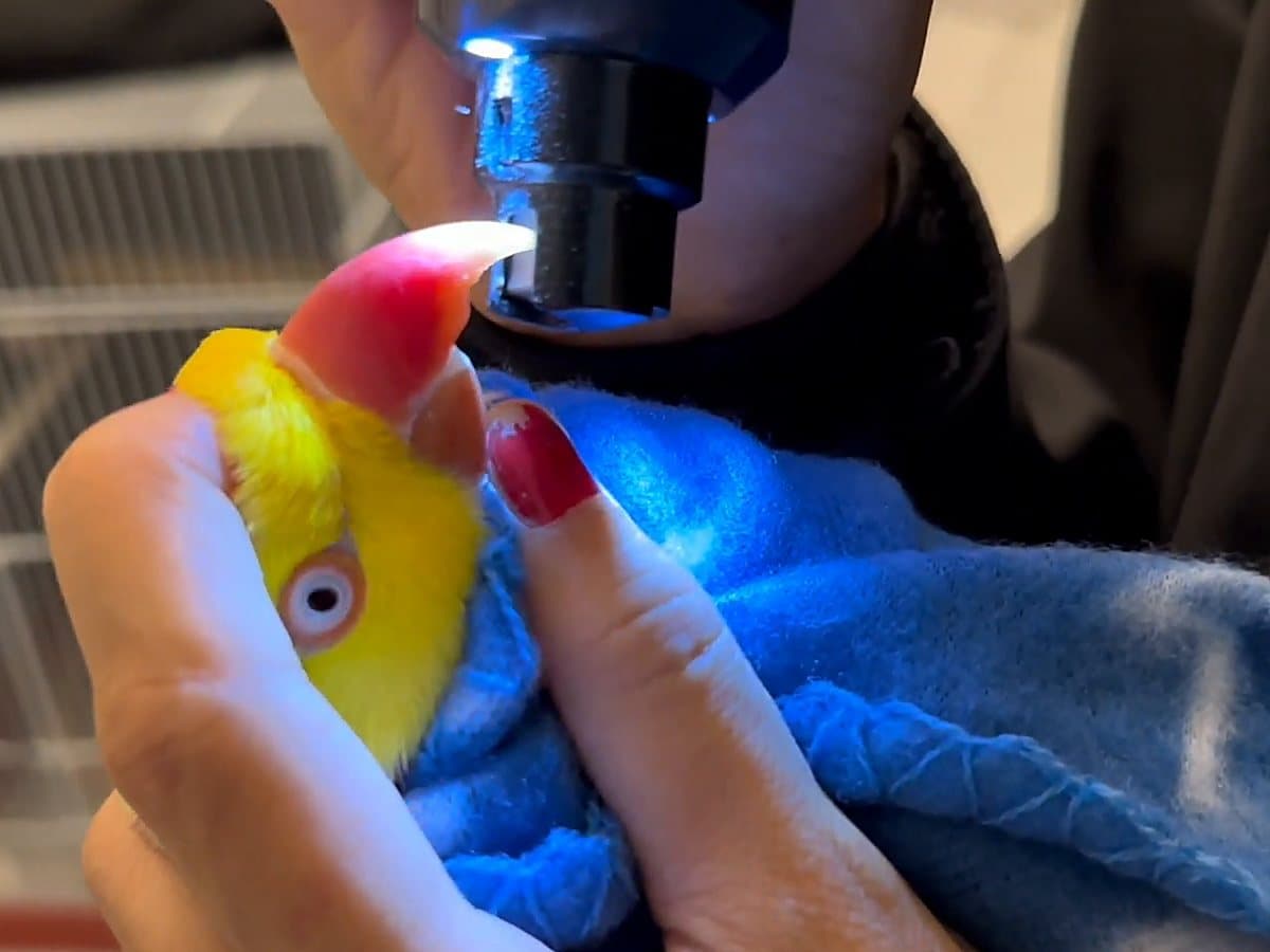 A ringneck held in a towel while the overgrown tip of its beak is filed down