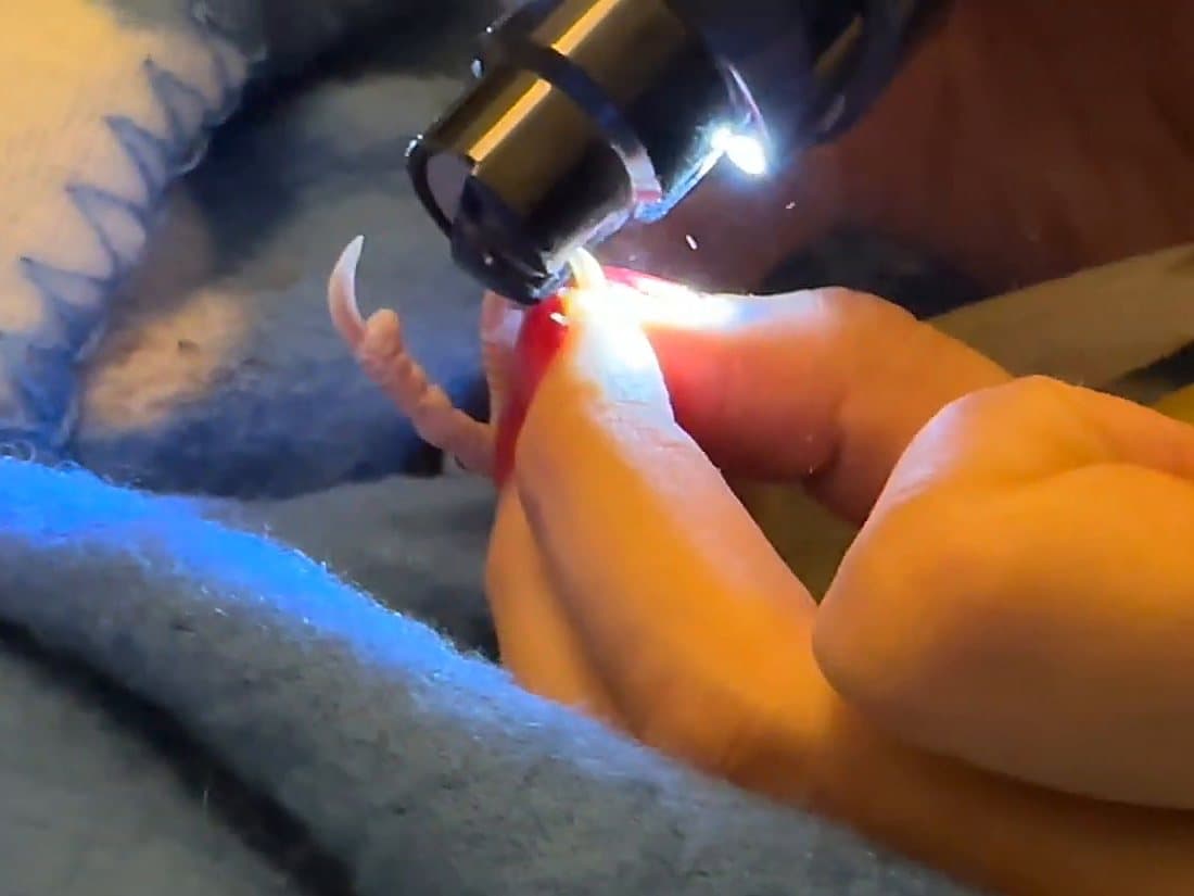A bird's nail being filed smooth with a small lit tool, the foot held gently in a towel