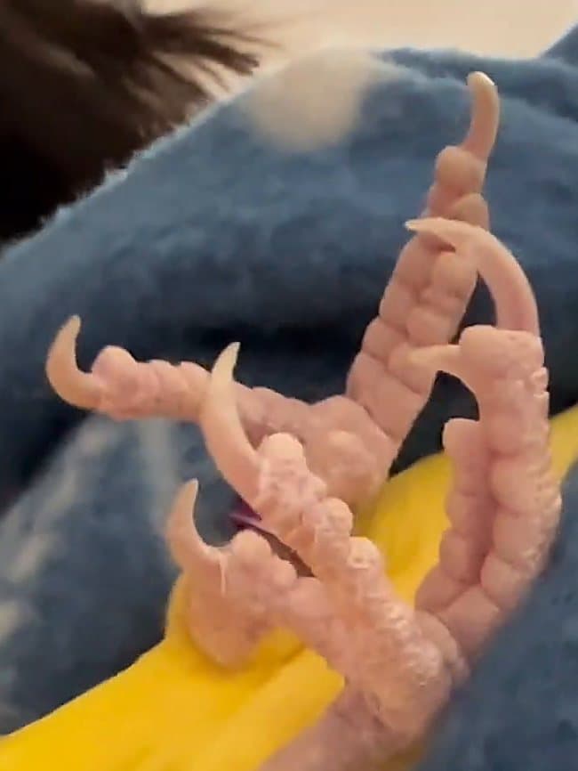 A ringneck's long, curling nails before a trim