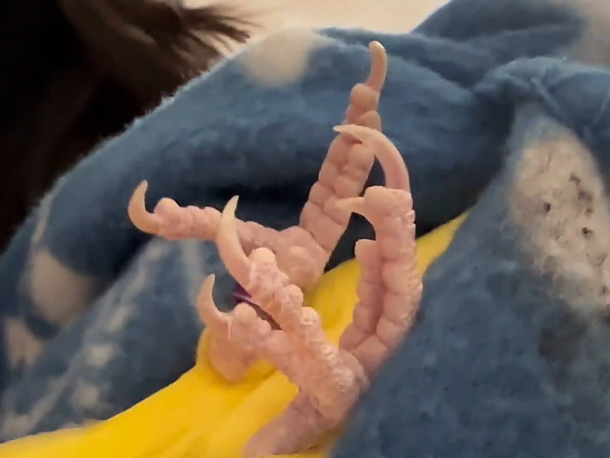A ringneck's feet before a trim, the nails long enough to curl