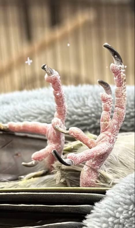 The same cockatiel's feet after the trim, the nails short and neat