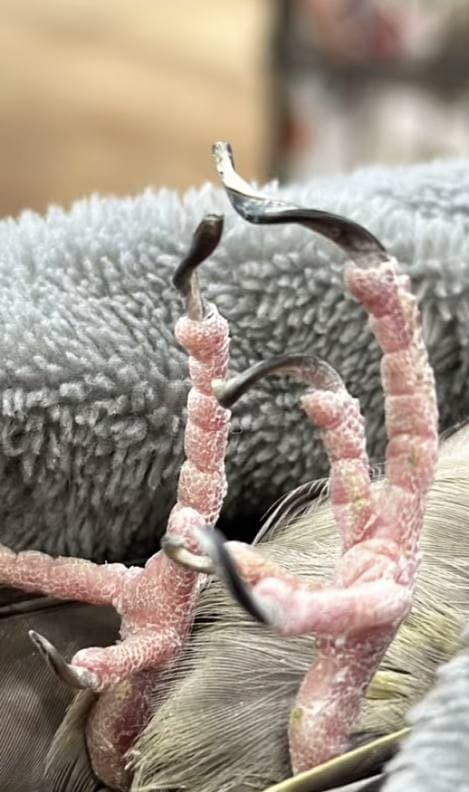 A cockatiel's feet before a nail trim, the nails long and curling