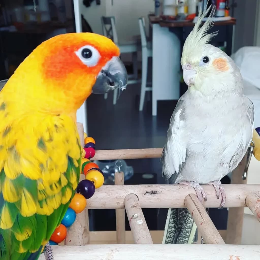 Cockatiel and Sun Conure, who stayed with us
