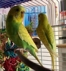 Budgies, one of the birds Bird Sitting Toronto has looked after