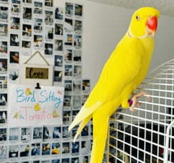 Indian Ringneck Parrot, one of the birds Bird Sitting Toronto has looked after