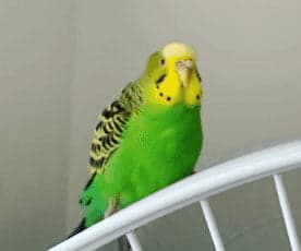 Matcha, a green budgie