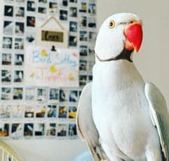 Indian Ringneck Parrot, one of the birds Bird Sitting Toronto has looked after