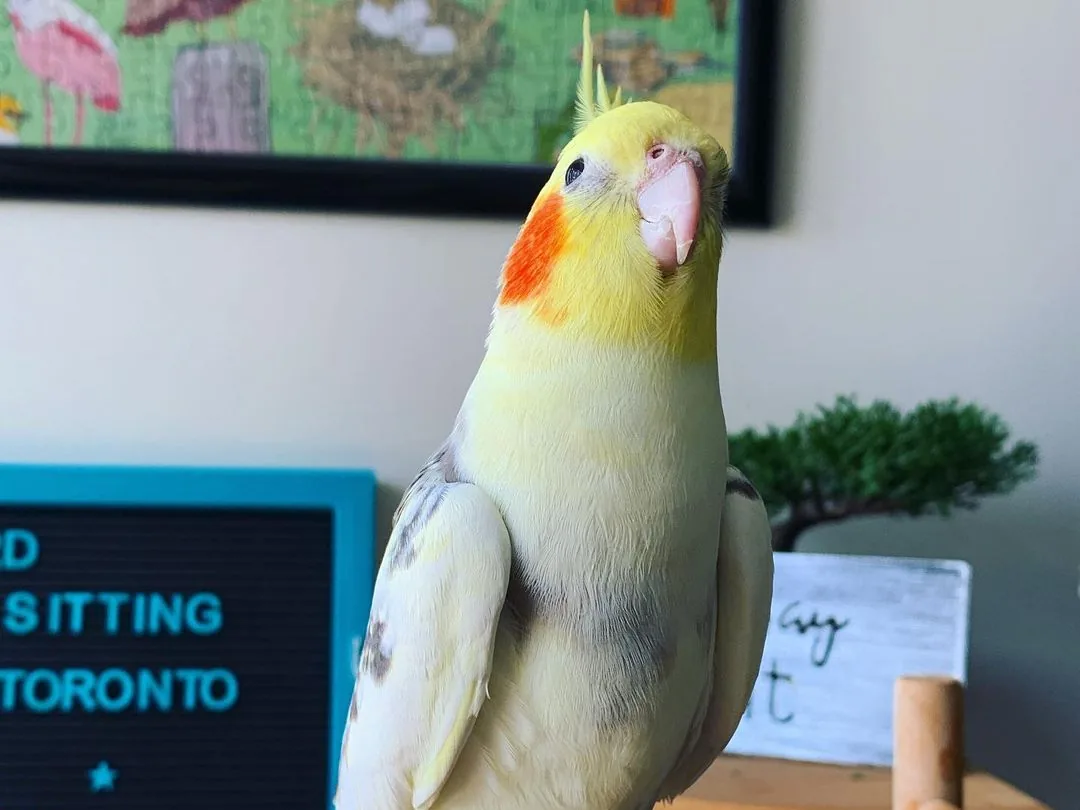 A cockatiel with its crest up
