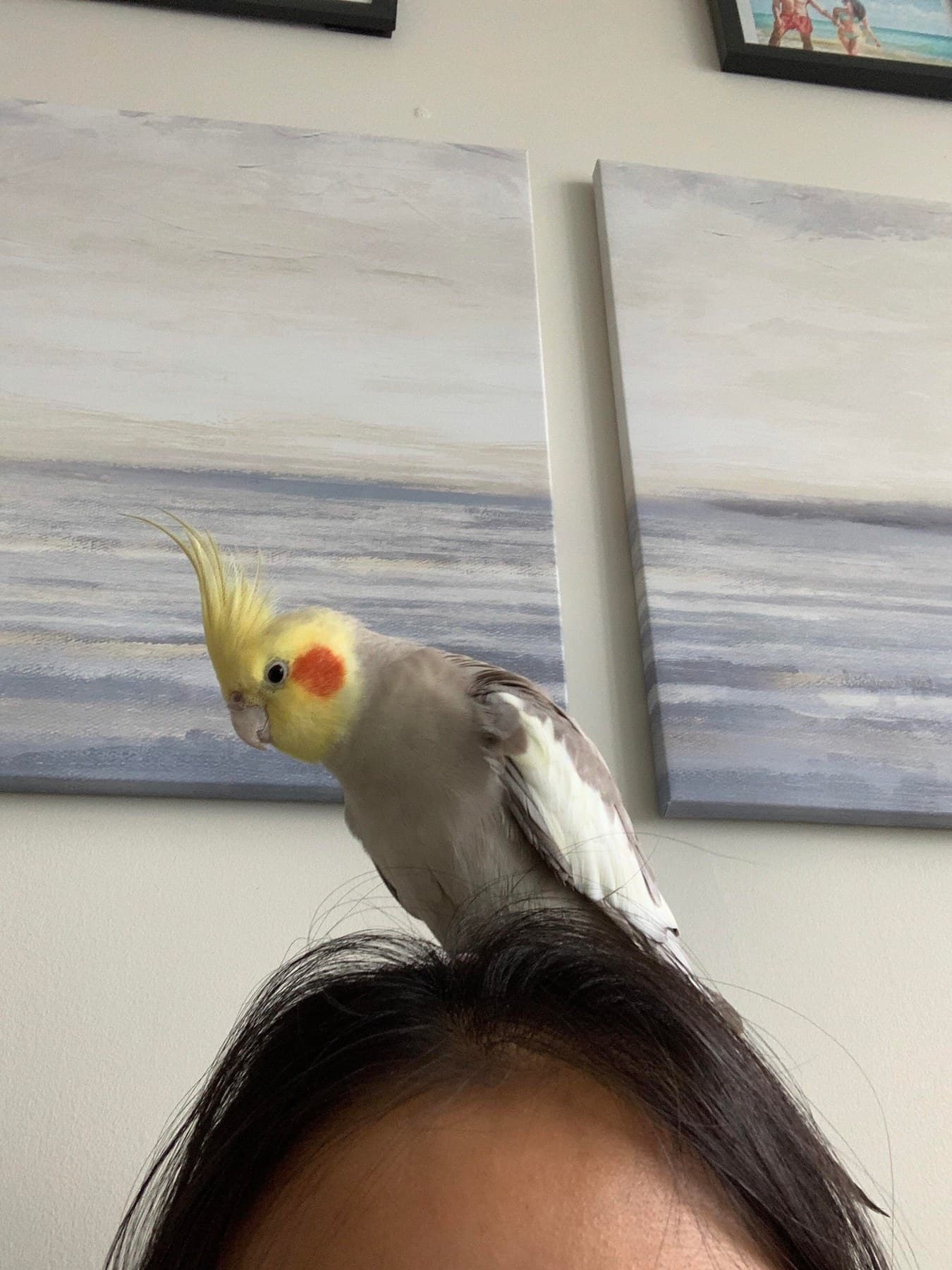 A cockatiel perched on top of somebody's head, in front of two seascape paintings