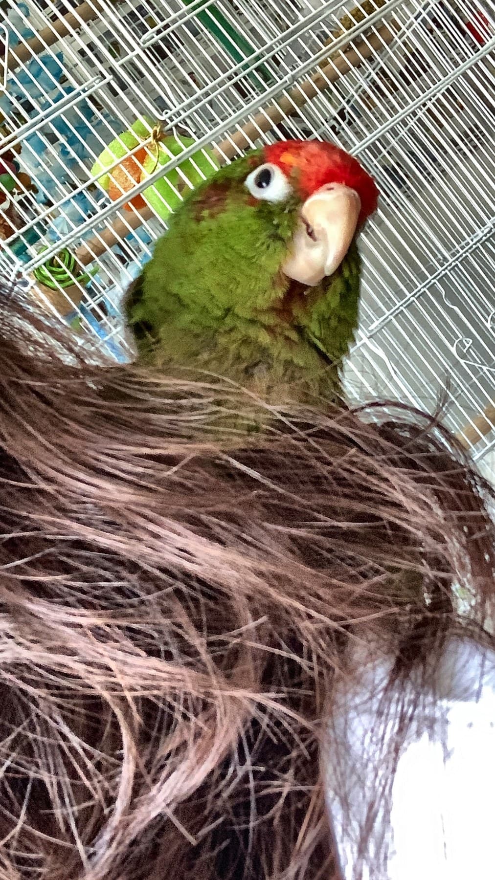 A red-headed conure nestled in long brown hair, in front of a wire cage