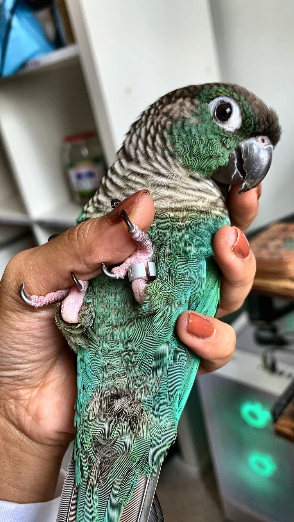 A turquoise conure held gently in a hand