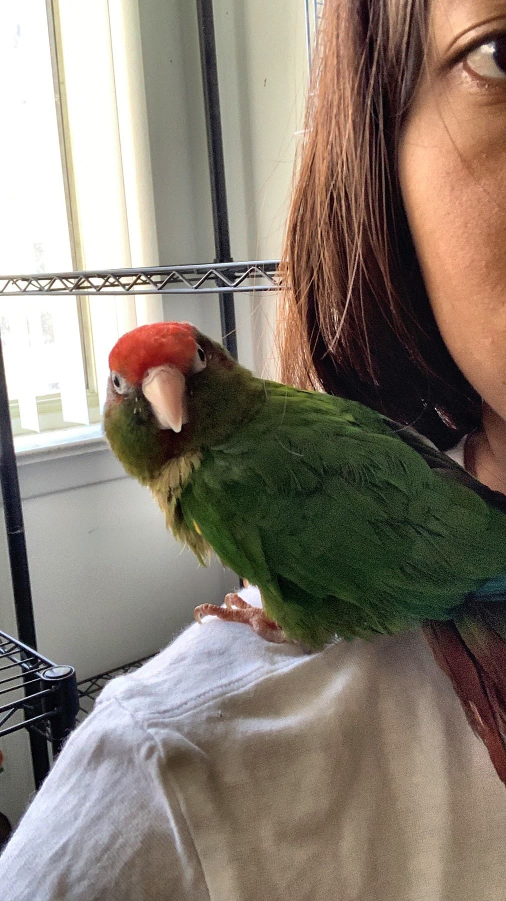 A red-headed conure perched on a shoulder by a window