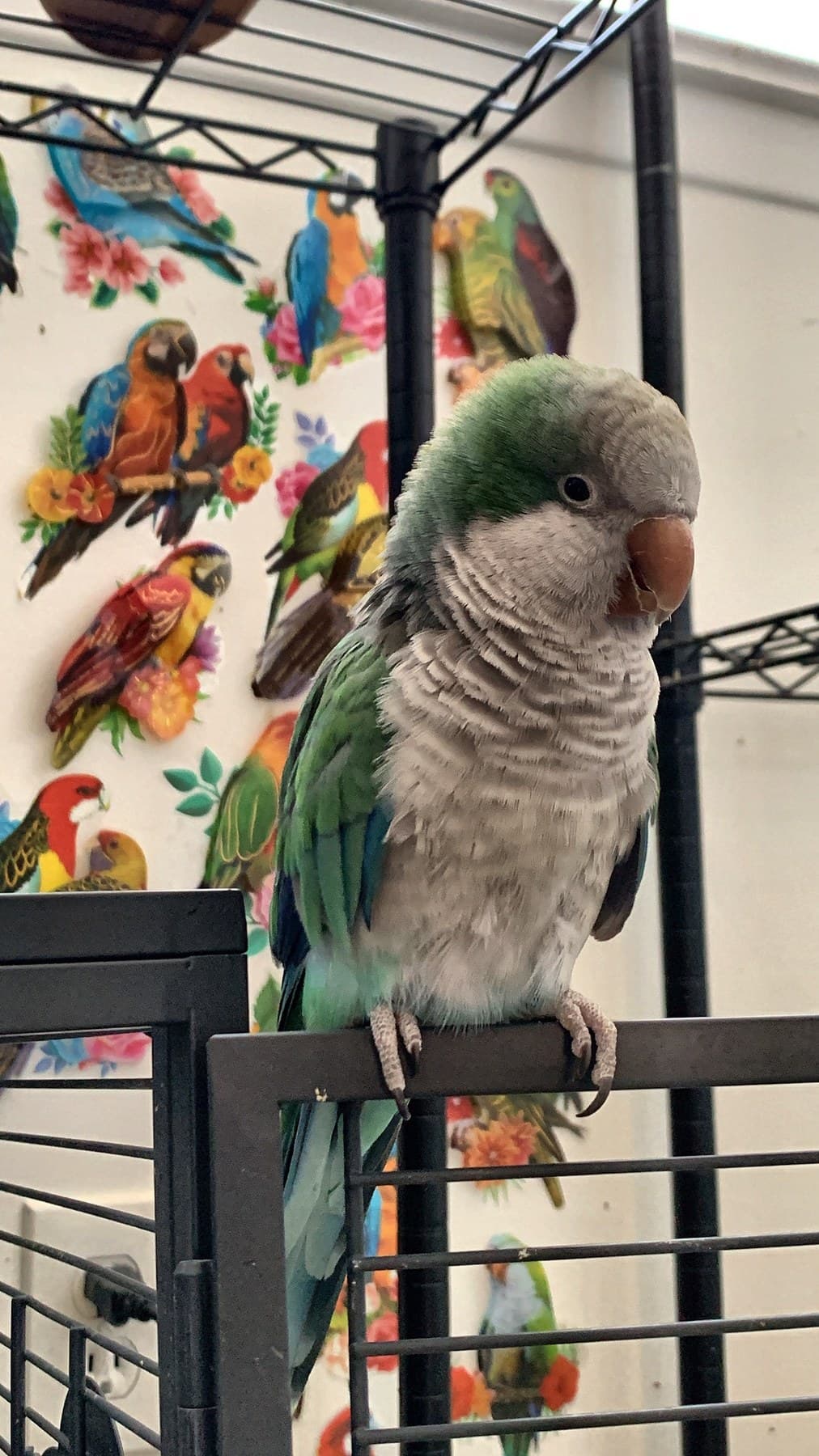 A quaker parrot standing on top of a black cage, in front of parrot-print wallpaper